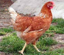 Huhn