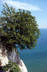 Baum am Kreidefelsen Rgen